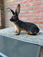 Duitse reuzen voedsters, Vrouwelijk, Groot, 0 tot 2 jaar