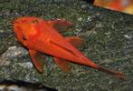 Ancistrus super red ca 5 cm - Koidream Valburg, Vis, Zoetwatervis