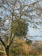 Maretakbessen Viscum album vogellijm mistletoe 40 gr 2026/10, Ophalen of Verzenden, Gehele jaar, Volle zon, Zaad