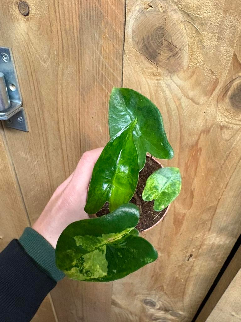 Alocasia zebrina variegata plant aurea yellow lemon mint, Ophalen of Verzenden, Halfschaduw, Minder dan 100 cm