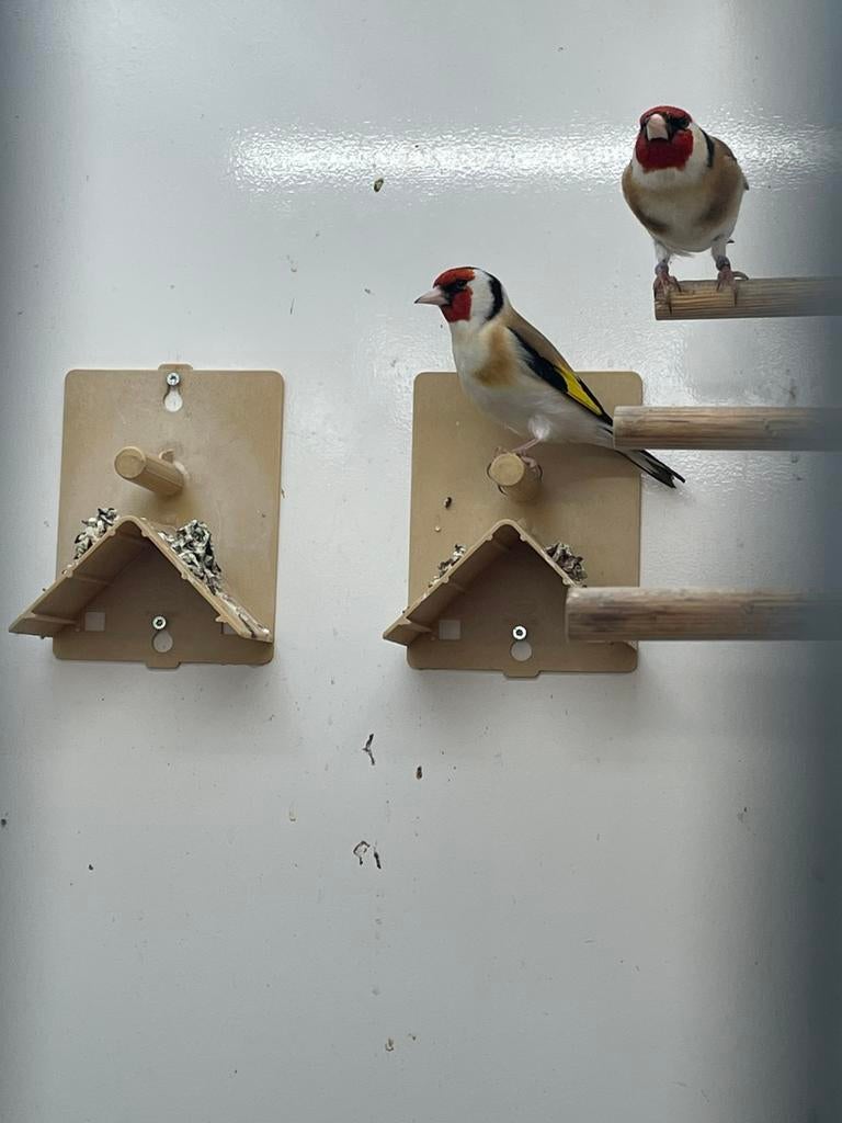 Majoor putter mannen, Dieren en Toebehoren, Vogels | Overige Vogels, Mannelijk, Wildzangvogel, Geringd