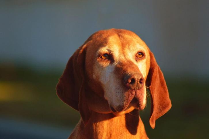 Vrolijke Vizla zoekt een thuis met humor, Dieren en Toebehoren, Honden | Setters en Staande honden, Reu, Overige rassen, Particulier