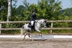 Super knappe bixie- sportpony, Dieren en Toebehoren, Pony's, Ruin, L, B pony (1.17m tot 1.27m), 7 tot 10 jaar