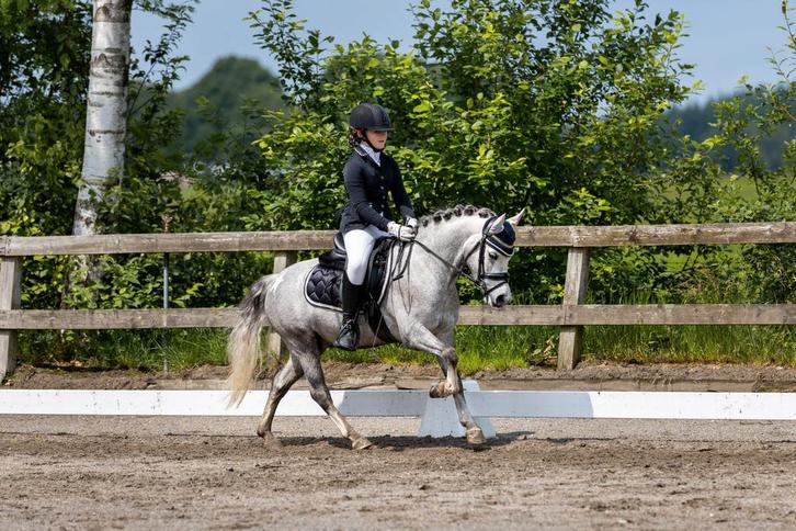 Super knappe bixie- sportpony, Dieren en Toebehoren, Pony's, Ruin, L, B pony (1.17m tot 1.27m), 7 tot 10 jaar