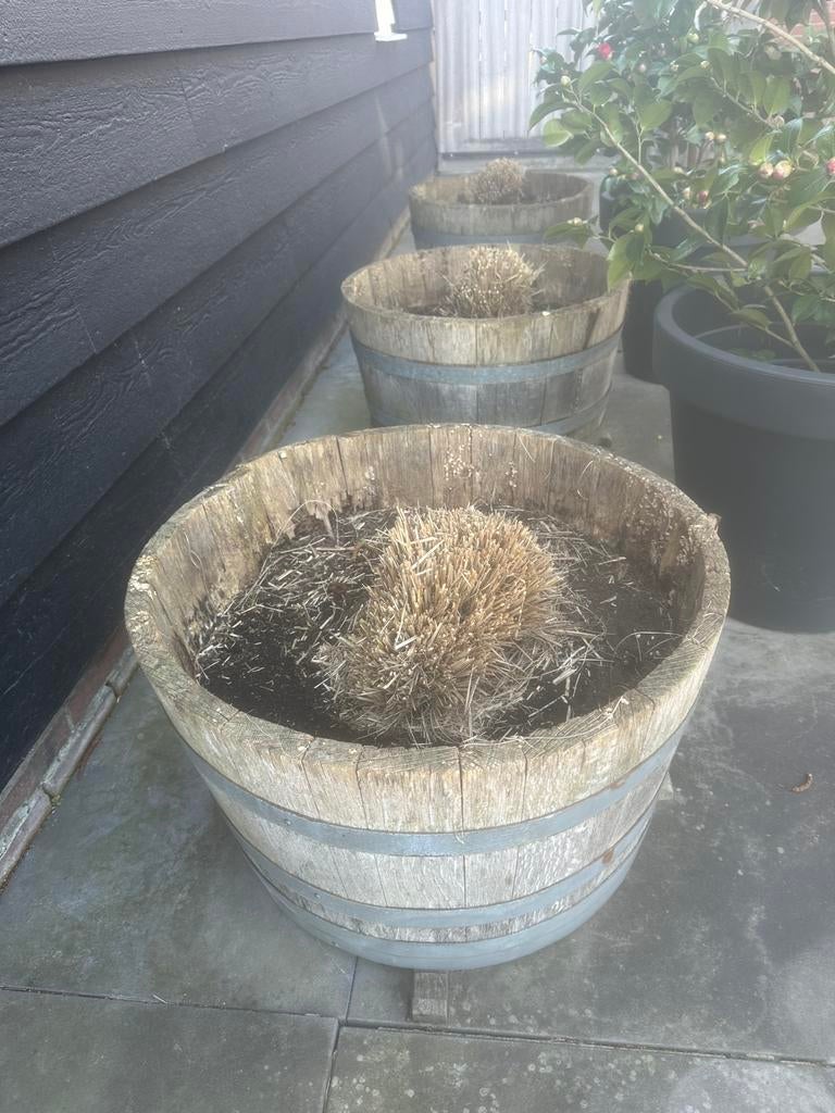 Wijnvaten incl planten ( grassen ) bloembakken plantenbakken, Tuin en Terras, Bloembakken en Plantenbakken, Ophalen of Verzenden