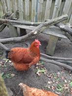 Gevraagd broedeieren grote new hampshire, Dieren en Toebehoren, Pluimvee, Geslacht onbekend, Kip