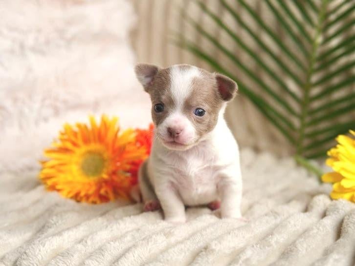 🩵 Lief chihuahua pup puppy mag nestje verlaten 🩵, Reu, 8 tot 15 weken, Parvo, Meerdere