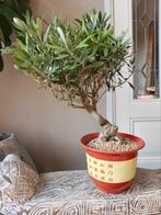 Olea Europaea 'Olijf' Bonsai 50cm, Tuin en Terras, Planten | Bomen, Volle zon, Bloeit niet, Minder dan 100 cm, Overige soorten
