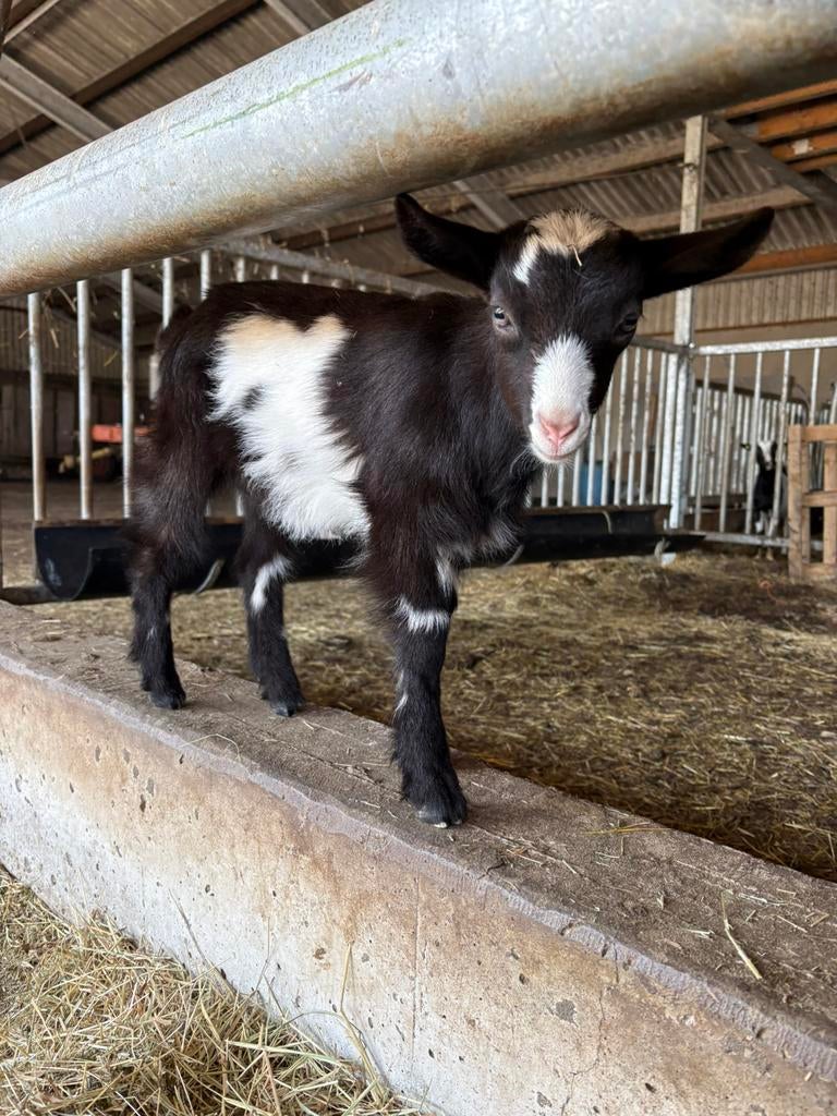 Bonte melkgeit geitje, Vrouwelijk, Geit