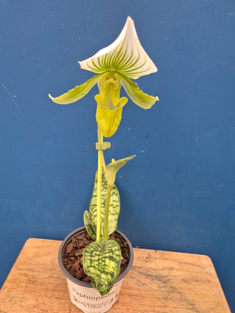Orchidee Paphiopedilum maudiae 'Femma' p9 (3), Ophalen of Verzenden, Halfschaduw, Minder dan 100 cm