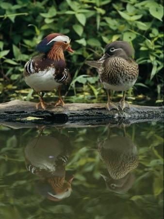 Mandarijneend | Jonge en volwassen | Siereenden, Meerdere dieren, Eend