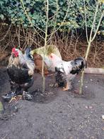Tamme mooie Brahma Haan, Dieren en Toebehoren, Mannelijk, Kip