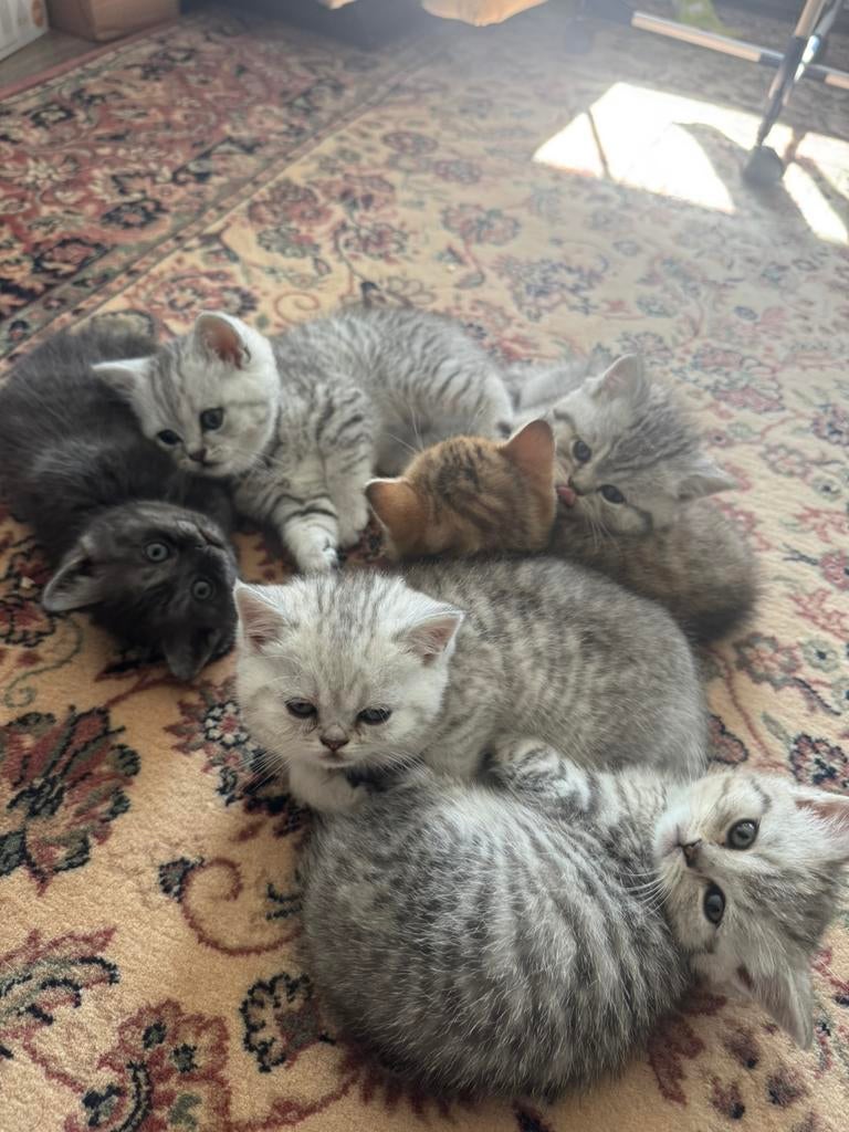 Britse Koortse Haar Katten - British Short Hair Kitten, Poes