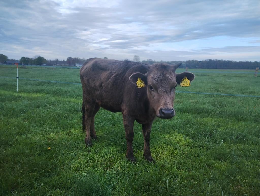 Dahomey minirund vaarsje, Dieren en Toebehoren, Runderen, Vrouwelijk, 0 tot 2 jaar