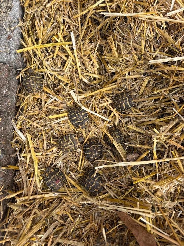 Nakweek 2025 Testudo hermanni hermanni (THH) Tortoise - unknown for sale from Enterprise NCC-1701-D