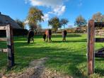 Per direct: 2 stallen beschikbaar op privéstal in Terschuur, Dieren en Toebehoren, Weidegang