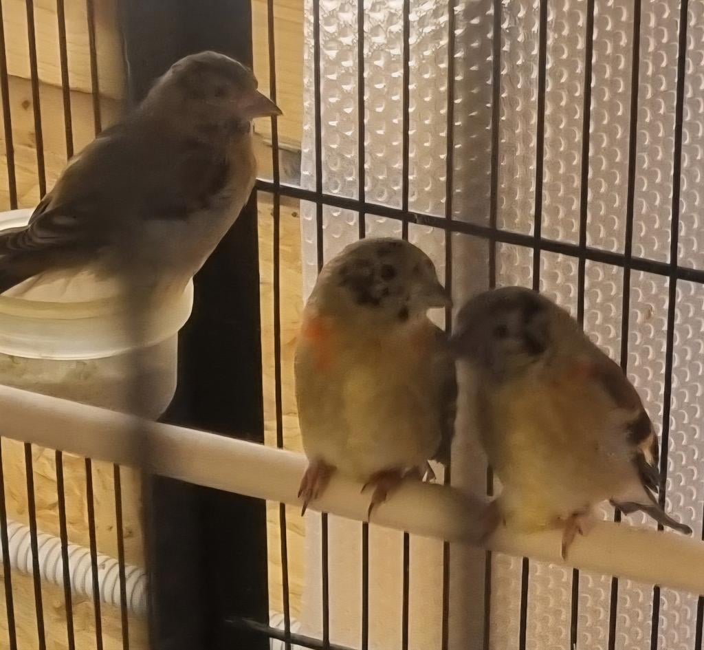 Kapoetsensijzen 2026, Dieren en Toebehoren, Vogels | Overige Vogels, Mannelijk, Geringd