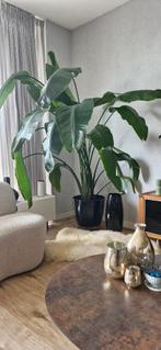Kamerplant ( Strelitzia ), Huis en Inrichting, Kamerplanten, Ophalen, 200 cm of meer, Overige soorten, Halfschaduw