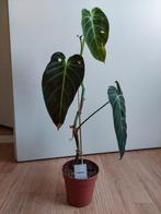 Philodendron Melanochrysum - Philodendron H: 58 cm., Huis en Inrichting, Kamerplanten, Ophalen, Overige soorten, Halfschaduw, Minder dan 100 cm