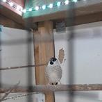 ceresamadine koppel gezocht, Meerdere dieren, Tropenvogel, Geringd