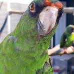 Jardine-papegaai (Massaicus) en een ...., Dieren en Toebehoren, Mannelijk, Papegaai, Geringd