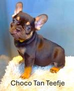 Franse Bulldog, Dieren en Toebehoren, Honden | Bulldogs, Pinschers en Molossers, Parvo, 8 tot 15 weken, Bulldog, Meerdere