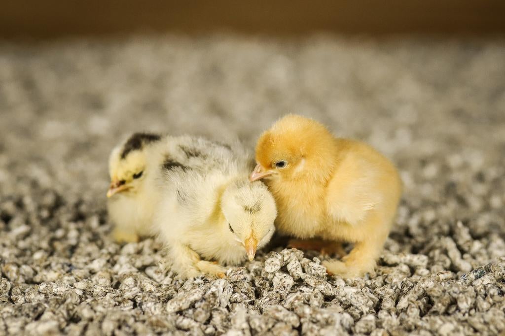 Cochin kriel kippen kuikens | Gesekst en Ingeënt, Vrouwelijk, Kip