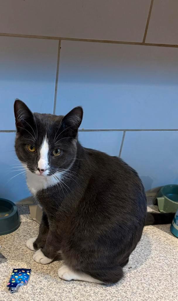 Te koop 2 katers, Dieren en Toebehoren, Katten en Kittens | Dekkaters