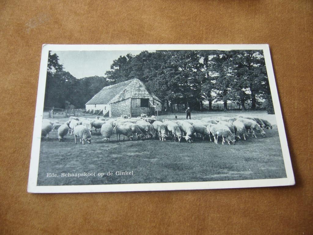 EDE  =  SCHAAPSKOOI OP DE GINKEL, Ophalen of Verzenden, 1940 tot 1960, Gelopen, Gelderland