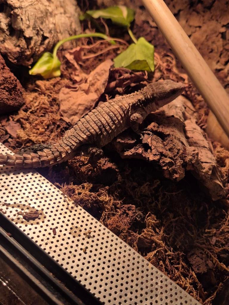 gordel staart hagedis 1.0, Dieren en Toebehoren, Reptielen en Amfibieën, Hagedis, 0 tot 2 jaar