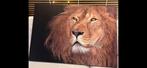 Leeuw Canvas Schilderij, 50 tot 75 cm, Ophalen of Verzenden, Zo goed als nieuw, Schilderij