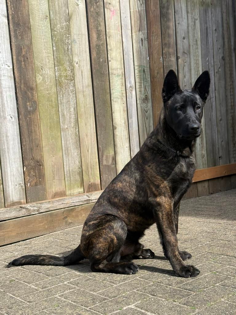 Jonge Malinois herplaatsing zwart, 15 weken tot 1 jaar, Reu, Parvo, Eén hond