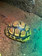 Diverse soorten schildpadden te koop!, Dieren en Toebehoren, Reptielen en Amfibieën, Schildpad, 3 tot 6 jaar