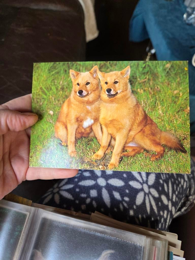 Ansichtkaart met twee schattige honden, Ophalen of Verzenden, 1980 tot heden, Ongelopen, Hond of Kat