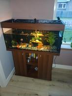 Zoet water aquarium incl alle toebehoren., Ophalen, Leeg aquarium