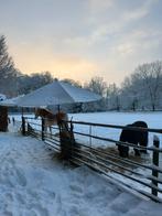 Verzorger gezocht voor pony’s, Dieren en Toebehoren, Ophalen of Verzenden, Nieuw