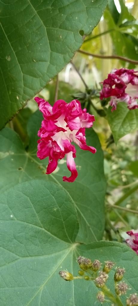 Ipomoea x Imperialis Sunrise Serenade zaden, Ophalen of Verzenden, Voorjaar, Volle zon, Zaad