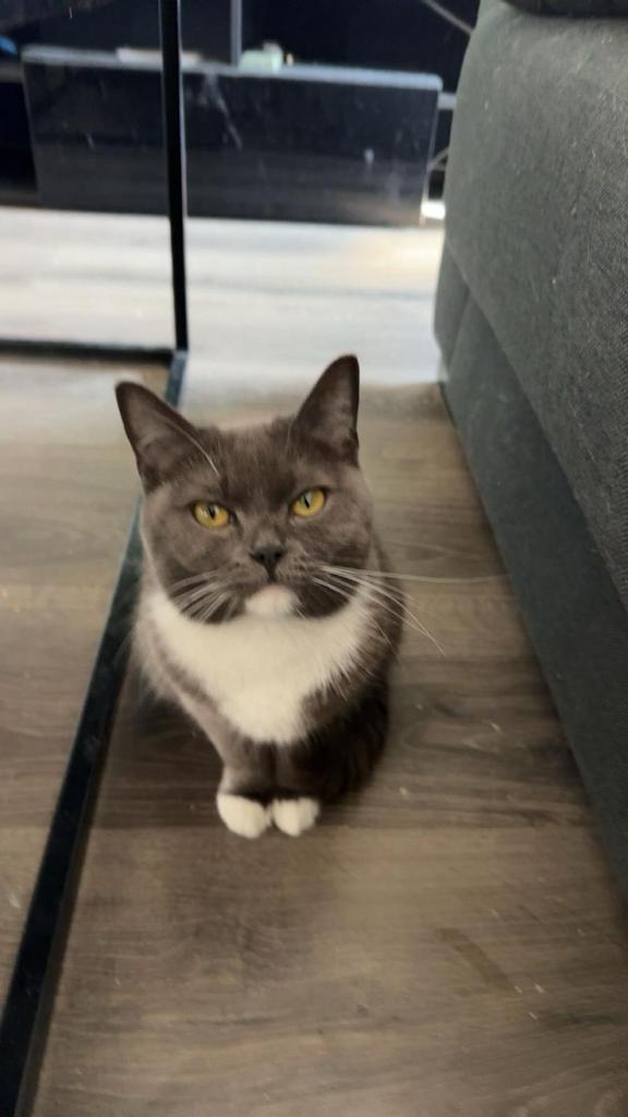 Britse korthaar x ragdoll, Dieren en Toebehoren, Katten en Kittens | Dekkaters, 3 tot 5 jaar