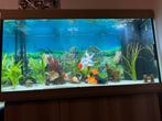 Juwel Rio Aquarium 350 Liter, Ophalen, Gebruikt, Gevuld zoetwateraquarium