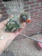 Baby dwergpapagaaien voor handtam, Dieren en Toebehoren, Geslacht onbekend, Dwergpapegaai of Agapornis