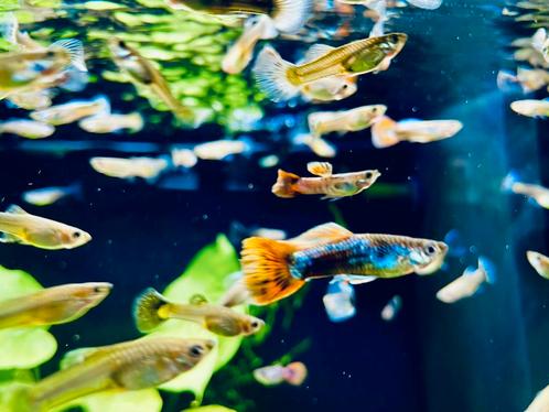 Guppen (Mix), Dieren en Toebehoren, Vissen | Aquariumvissen, Vis