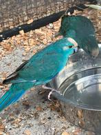 Kakariki 2x man, Dieren en Toebehoren, Vogels | Parkieten en Papegaaien, Mannelijk, Parkiet