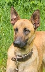 Mechelse herder teefje, lief en sociaal 1,5 jaar, Dieren en Toebehoren, CDV (hondenziekte), 1 tot 2 jaar, Teef, Eén hond