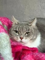 Jarela, Amaya, 13-09-2024 gered uit een colonie, Poes, Kortharig