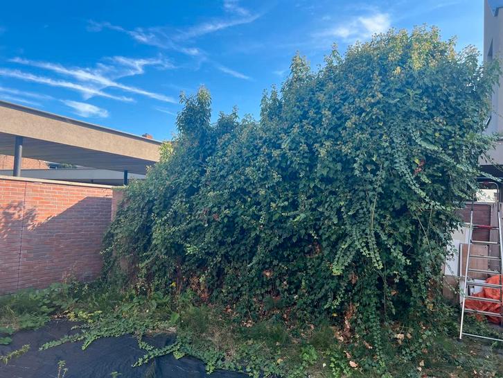 Hulp gezocht voor tuinwerk: bramenstruiken& klimop aanpakken, Tuin en Terras, Overige Tuin en Terras, Ophalen of Verzenden