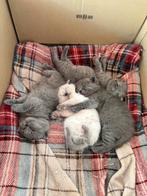 Brits britse korthaar kittens raszuiver