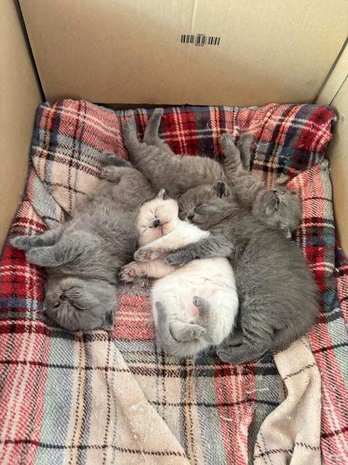 Brits britse korthaar kittens raszuiver, Dieren en Toebehoren, Katten en Kittens | Raskatten | Korthaar