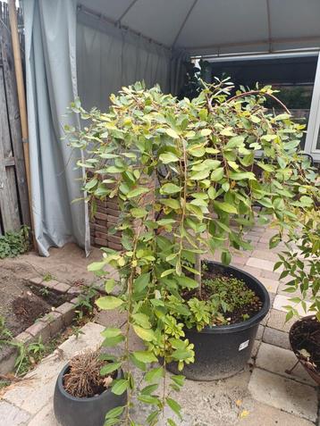 Treurboom Salix in pot - 100-250cm beschikbaar voor biedingen
