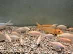 Karashigoi babykoi 2025 vanaf 4cm 1,- p stuk, Vis, Zoetwatervis, Schoolvis