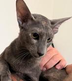 Prachtige blue cream oosterse korthaar poes - STAMBOOM, Poes, Met stamboom